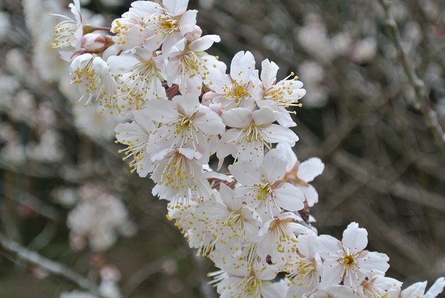 Photos: 山の桜