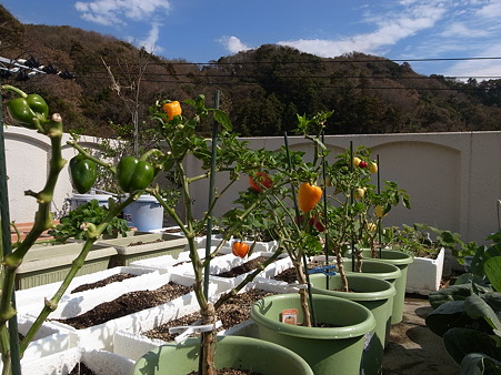 パプリカ栽培 プランター収穫を長く楽しむ育て方 暇人主婦の家庭菜園 楽天ブログ