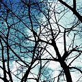 冬空～枯れ木