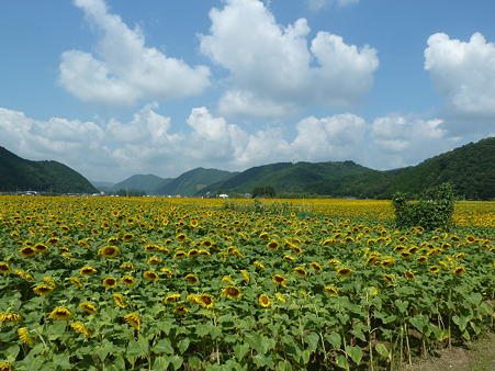 佐用ひまわり2011 002
