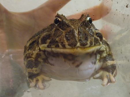 カエルの水あび