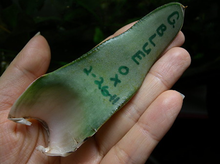 Gasteria 'Blue OX' leaf