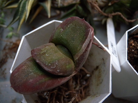 gasteria with white line