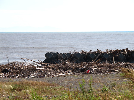 流木で埋まる海岸