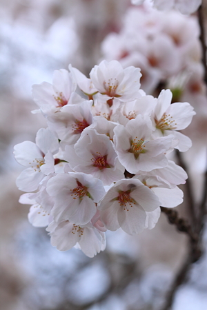 置賜さくら回廊　「伊佐沢の久保桜」
