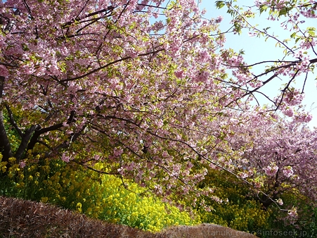 120329-松田山 河津桜 (110)