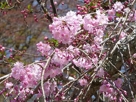 110406-妙本寺 (18)