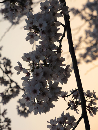 DSCN0815_01