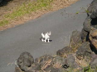 子猫