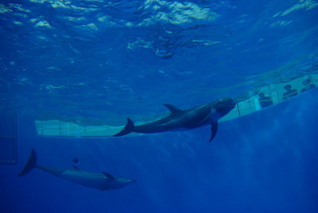 ハンドウイルカとハナゴンドウ