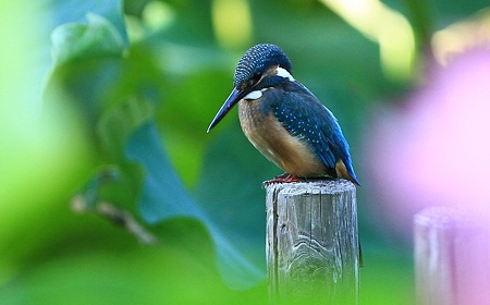 IMG_hasu