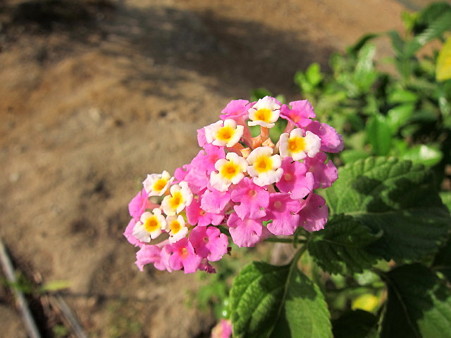 20120307 beach 009