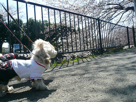 120408_koo_mira_4