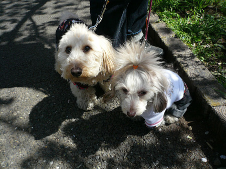 120408_koo_mira_8