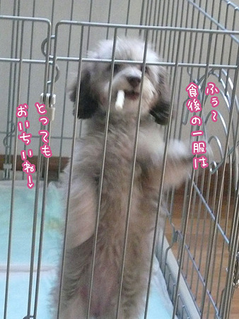 みらくの「アルカモネ」 1