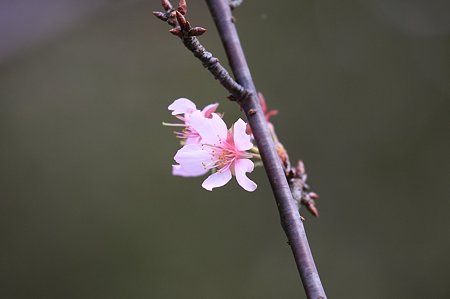 2011.10.16　和泉川　桜