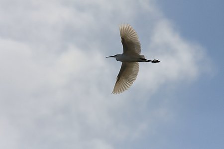 2012.01.24　和泉川　コサギ