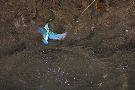 2012.01.25　和泉川　カワセミ