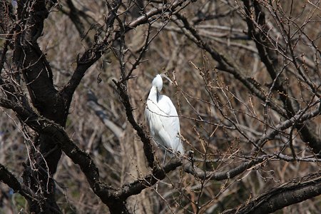2012.04.02　和泉川　サクラにコサギ