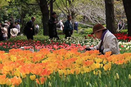 2012.04.19　横浜公園　チューリップ　特等席