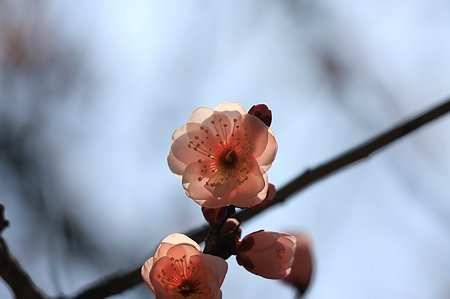 2011.02.16　大池公園　梅-ピンク