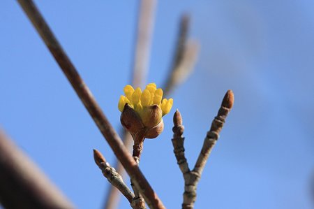 2011.03.03　和泉川　山茱萸