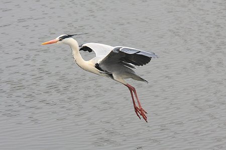 2011.04.22　和泉川　アオサギ