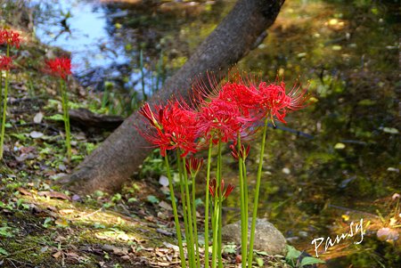 彼岸花咲く三渓園・・13