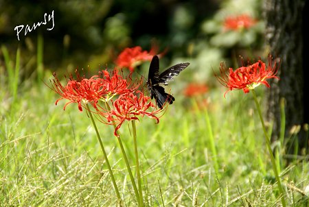 黒い蝶と赤い花・・彼岸花咲く三渓園・・14