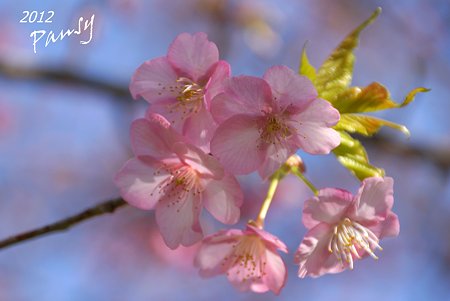 河津桜・・2