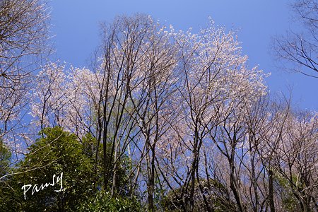 三ッ池公園の桜 1