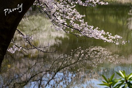 三ッ池公園の桜 3