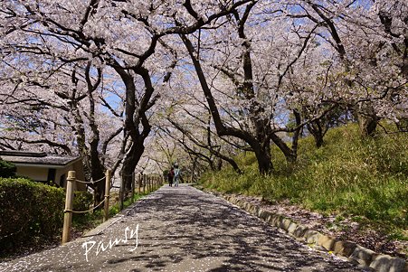 三ッ池公園の桜 5