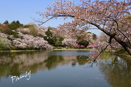 三ッ池公園の桜 54
