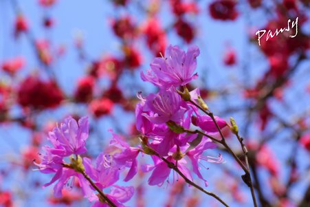 ミツバツツジと花桃と・・卯月の三渓園 31