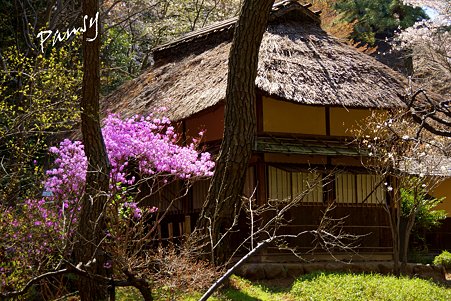 卯月の三渓園 33