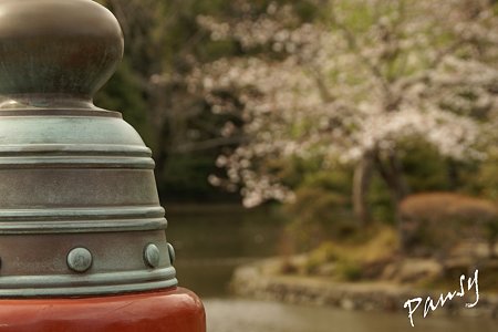 桜彩・・鶴岡八幡宮 4