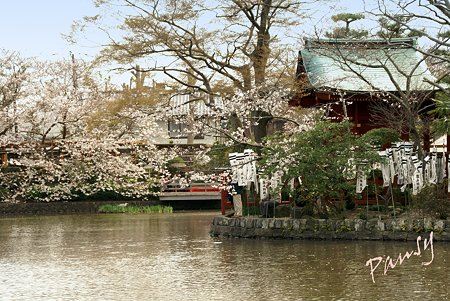 桜彩・・鶴岡八幡宮 8