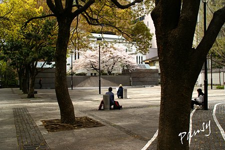 横浜 桜 sketch..4
