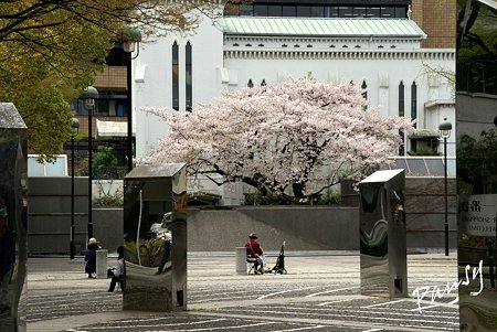 横浜 桜 sketch..5