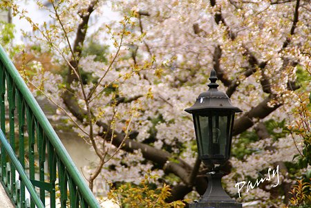 横浜 桜 sketch..6