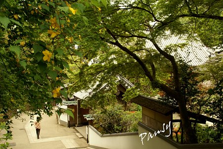若葉の円覚寺・・15