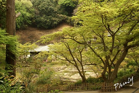 若葉の円覚寺・・16