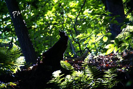 光に浮かぶ樹の株・・summer green..1