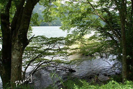 九頭龍の森・・8