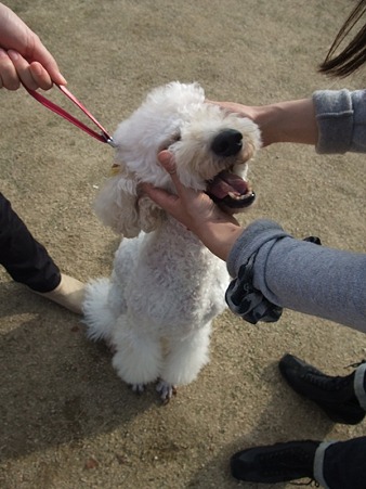 やんちゃっこアリスになってました~♪