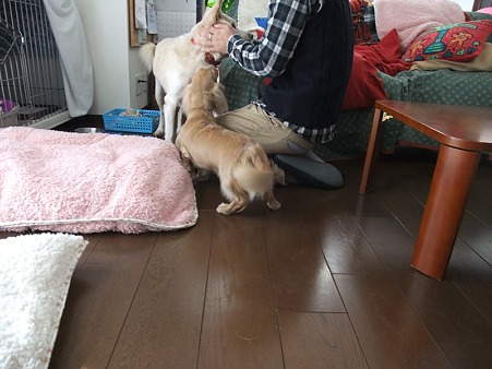 お兄ちゃんにも甘え