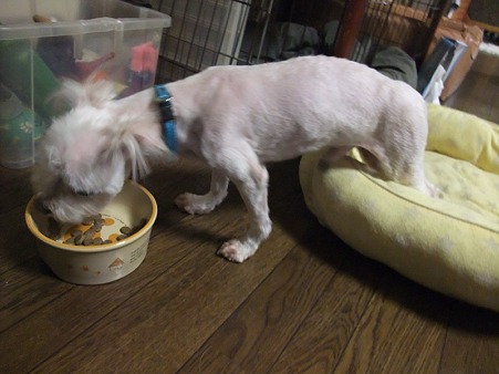犬か?!