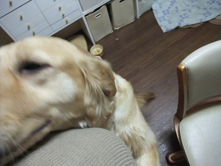 ここでも好き好き~