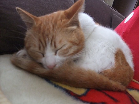 こんな近くでも爆睡中の猫さん♪